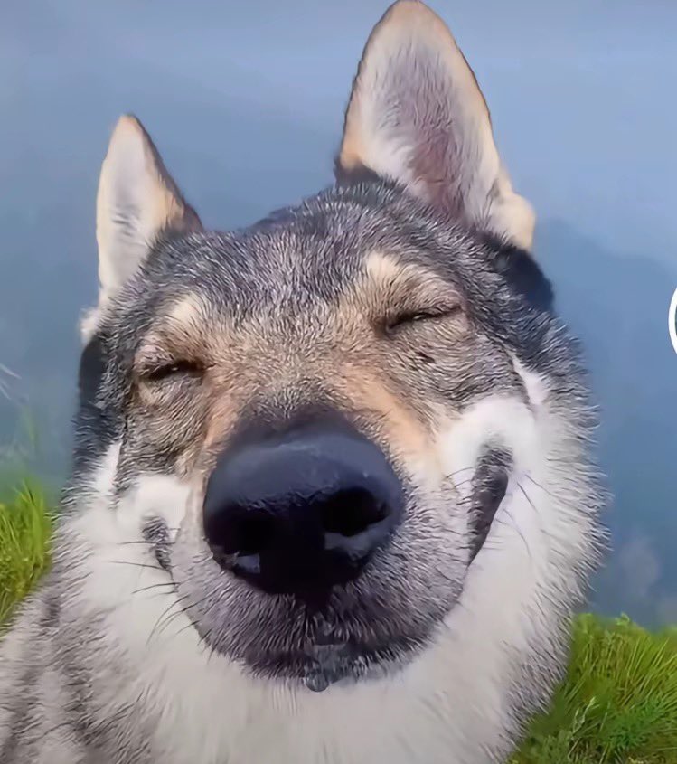 HandZip's tweet photo. I saw this wolf on TicTok,It was super cute!!! https://t.co/Bw5TT5tdtz