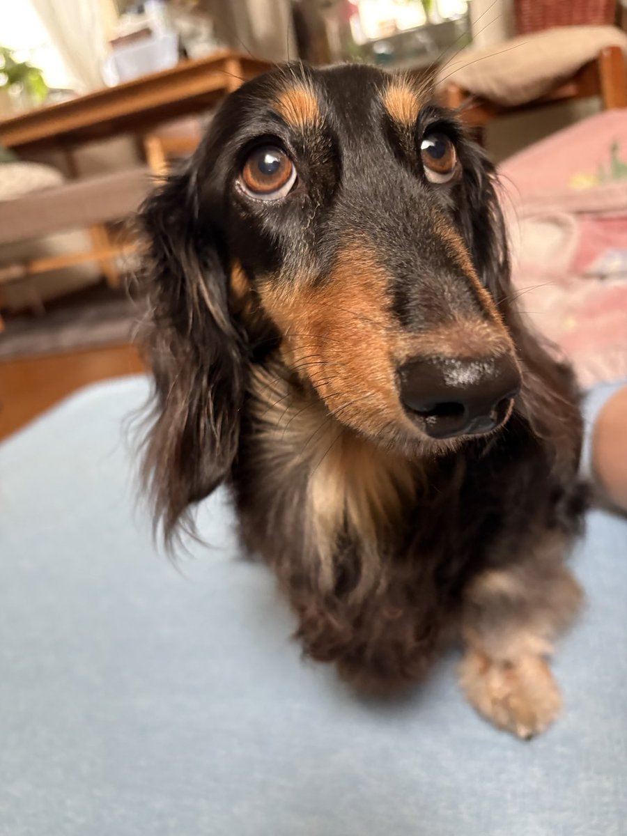 tamiya 🗻🦅🍆🇯🇵 tweet media