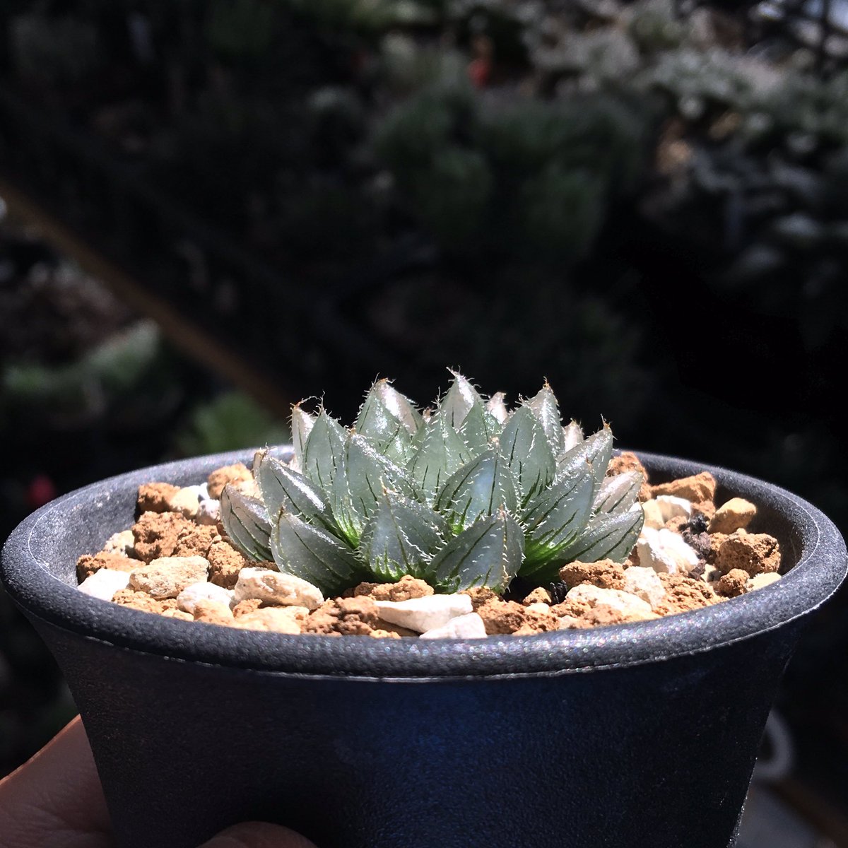 ココベリア❣️桃小町❣️ 抜き苗 つぶー 寄せ植え 多肉