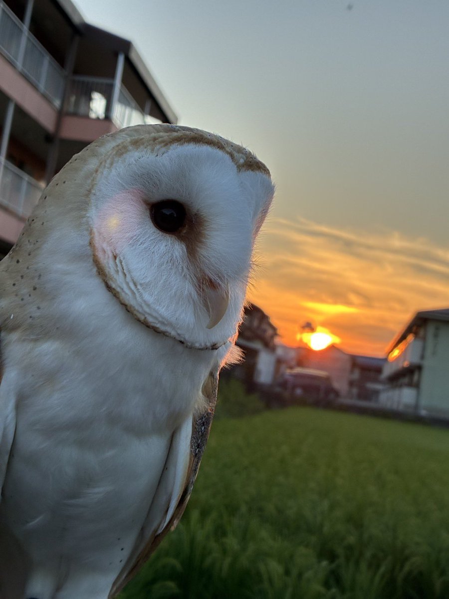 shimo9092's tweet photo. 夕方のお散歩は眩しいですねー
#メンフクロウ https://t.co/dCSSNWZoO7