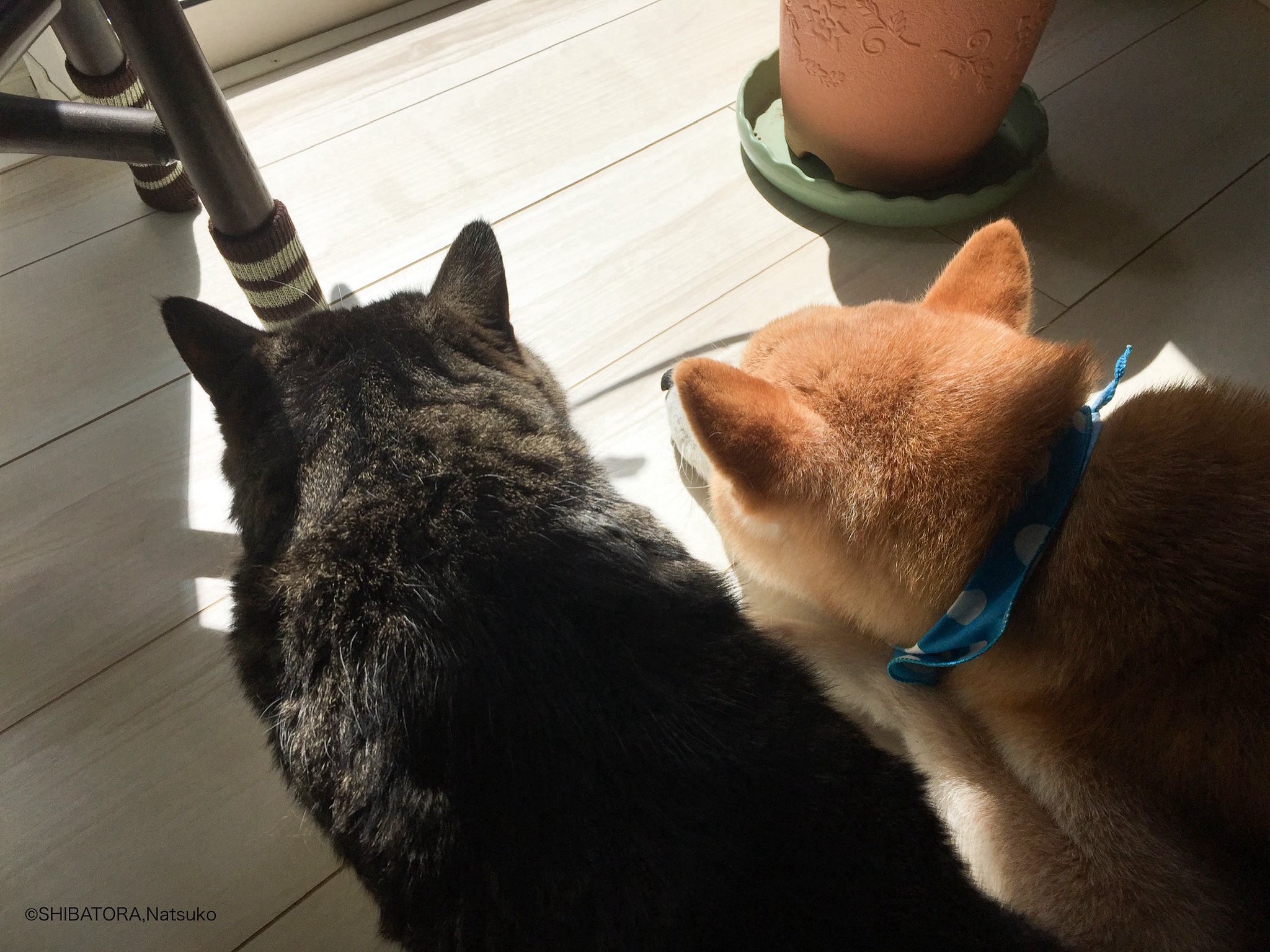 猫柴様おまとめ4点 先住猫がギュ～してる間に健康チェックをする柴犬♥ - YouTube