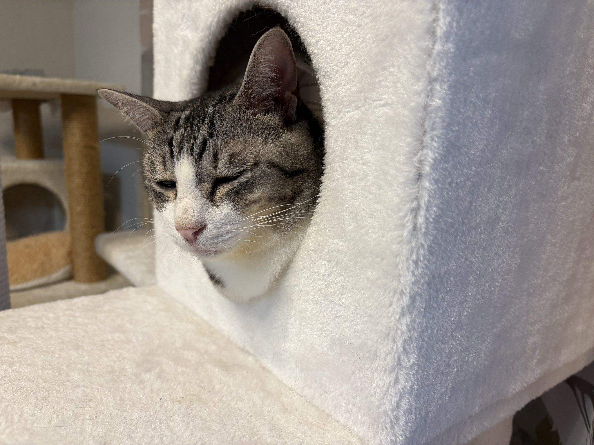 ちいねこ様　iriey lupilien2点おまとめ おまけつきちよがみ ちいかわ ちよがみ2柄×8枚: サンドラッグ