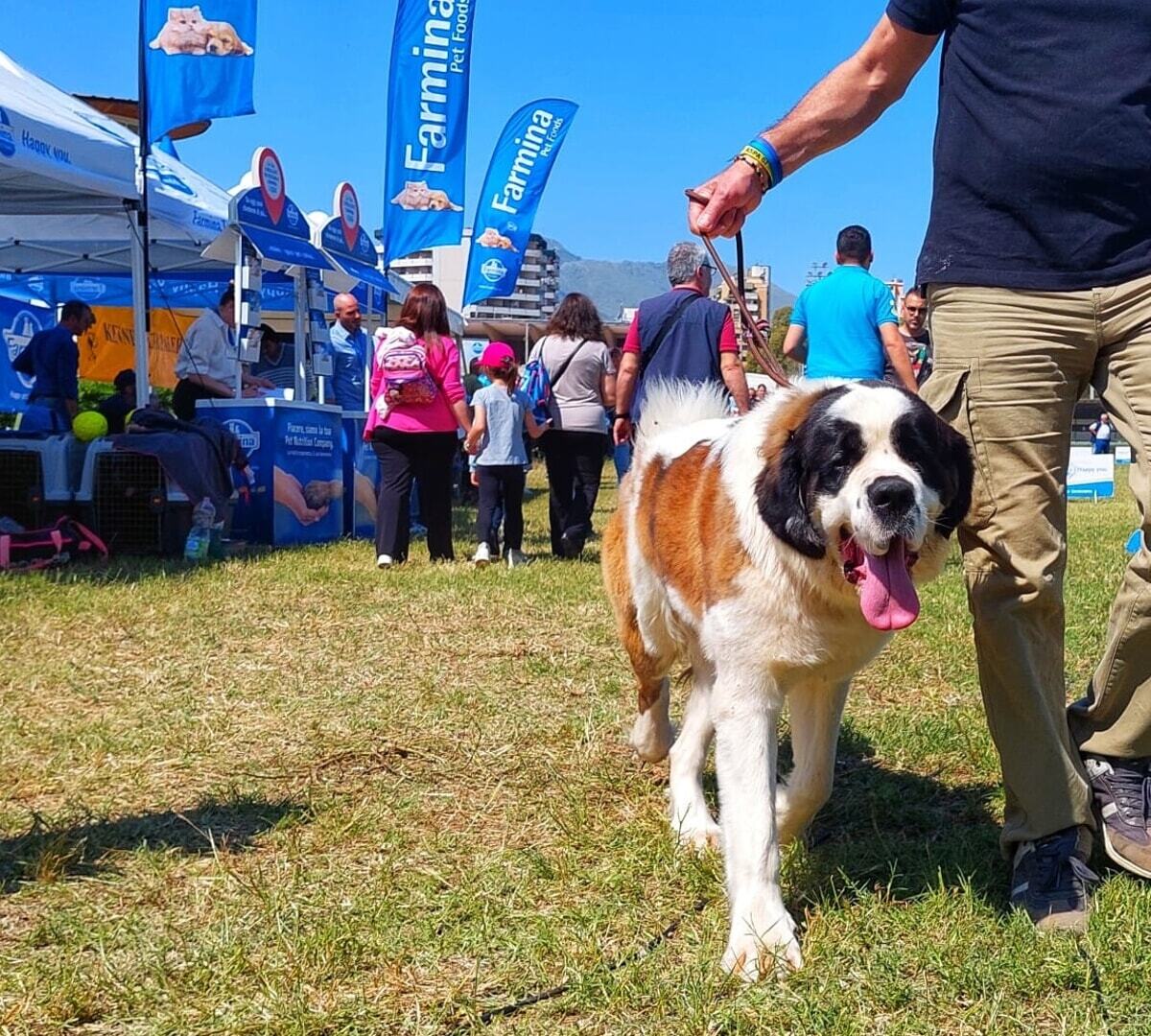 Raduno nazionale di cani, a Bagheria 800 esemplari di tutte le razze ift.tt/DVFxhYn