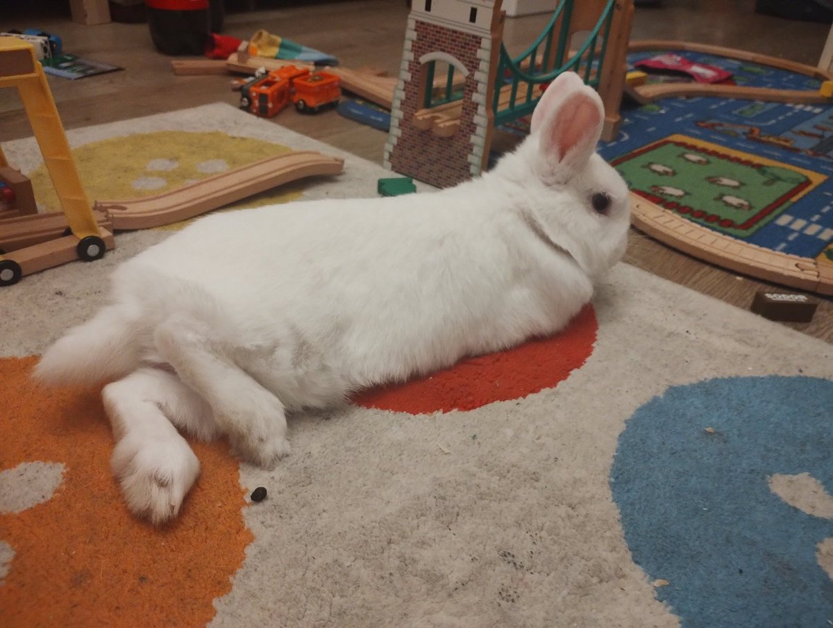 RabbitNeil's tweet image. Oops, there&apos;s been an incident! Little brofur #1 was carrying me inside from an escape outside yesterday when I jumped from his arms. I hurt my foot falling. Mum had pain relief, but a trip to the vets today, who have said sore, but nothing seems injured. I just need to rest it