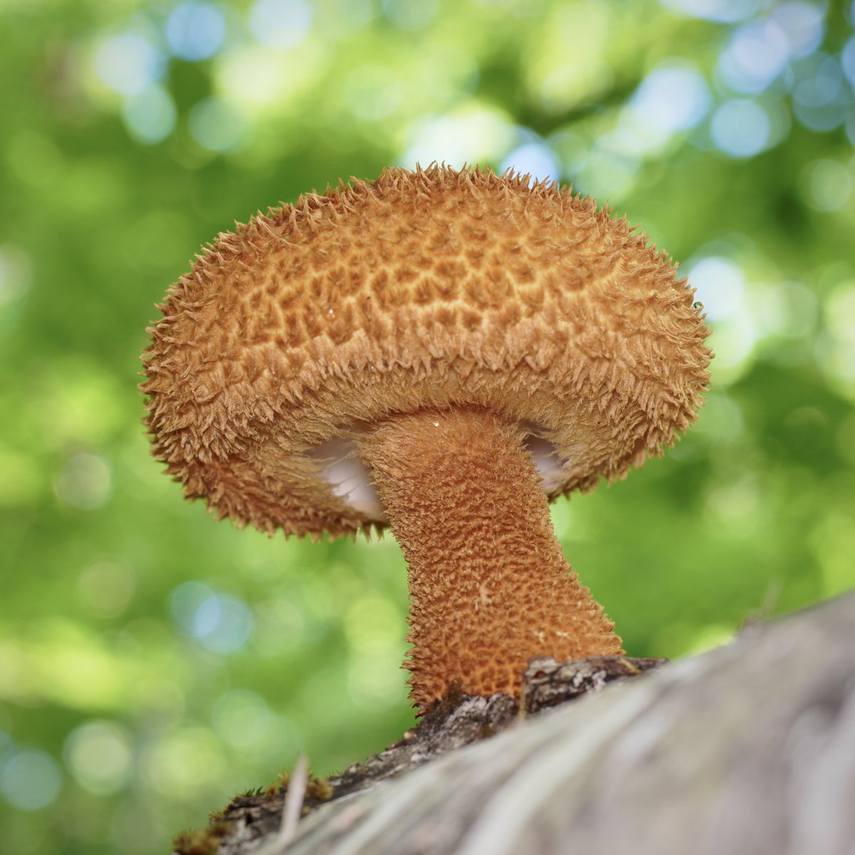 今シーズン初ツノシメジ

もふもふ具合が最高ですね