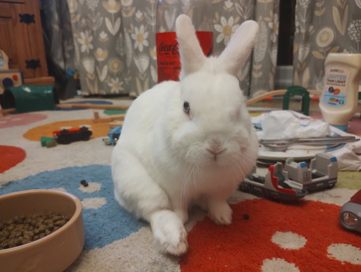 RabbitNeil's tweet image. Oops, there&apos;s been an incident! Little brofur #1 was carrying me inside from an escape outside yesterday when I jumped from his arms. I hurt my foot falling. Mum had pain relief, but a trip to the vets today, who have said sore, but nothing seems injured. I just need to rest it