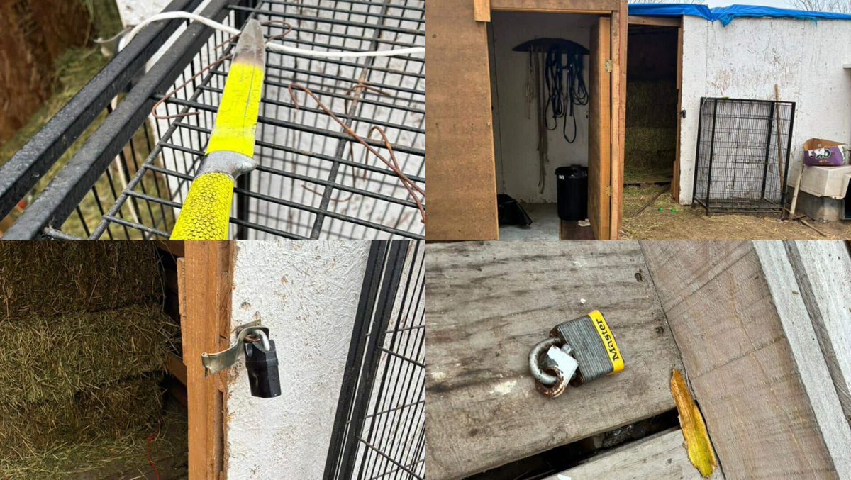 [Video] Robo deja sin servicios básicos a Fundación de Equinoterapia y obliga a suspender sus funciones miradiols.cl/2025/08/16/vid…