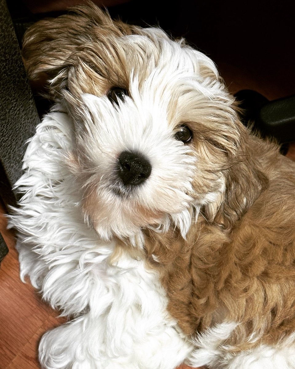 애플 (@lovelyapple1211) on Twitter photo 