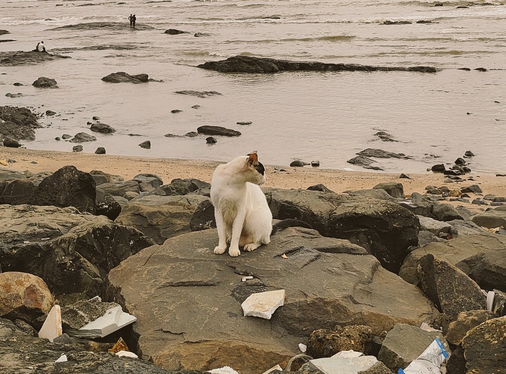 Thinking about this exquisite cat I photographed near the sea. Such a poser.