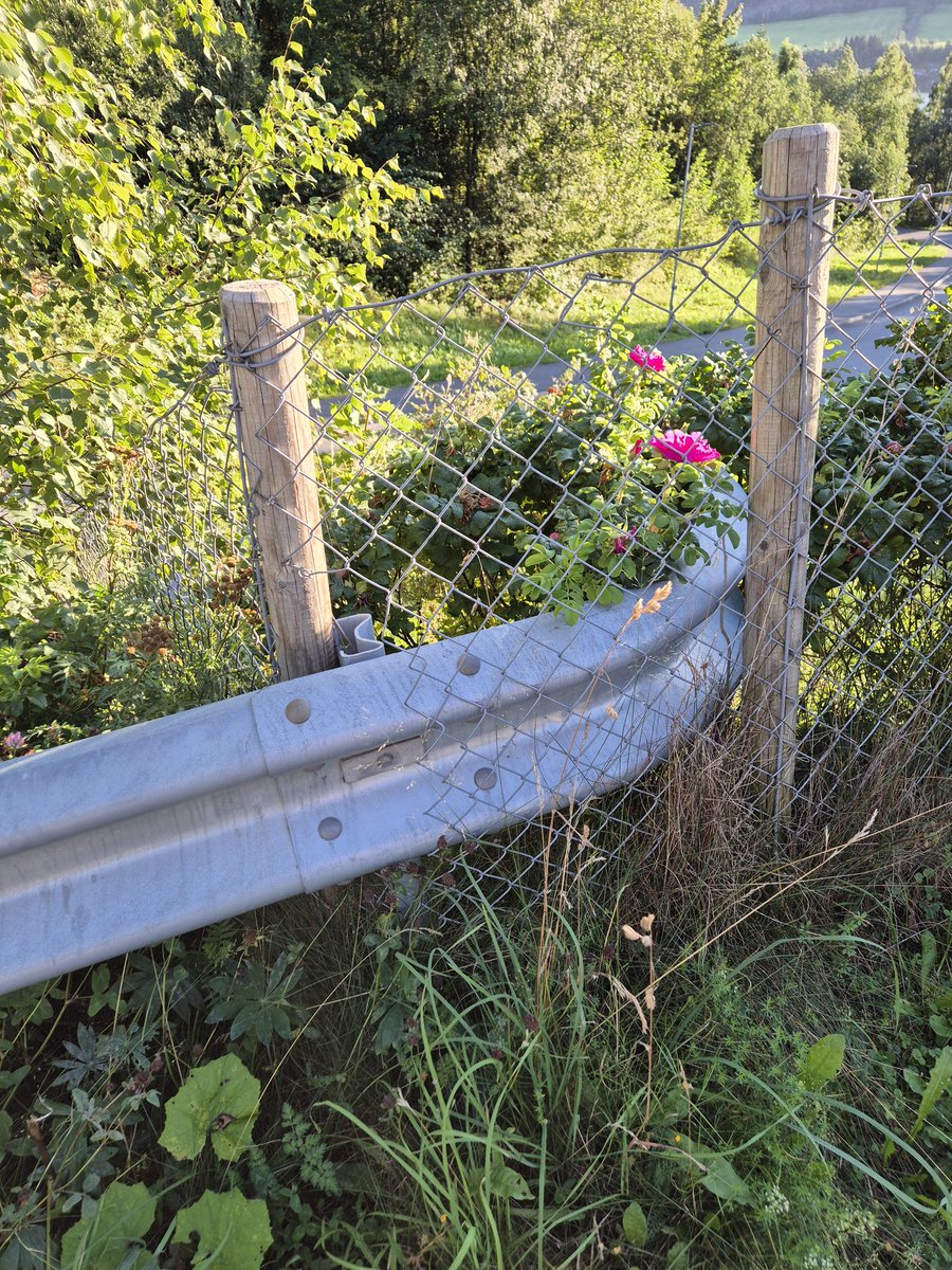 Doramusicana's tweet photo. Two lovely pink roses in the sun 🌸🌞 #flowers #roses #pink #sunnyday #latesummer #August2025 #NatureBeauty #pauseandadmirethebeautyaroundyou #relaxingweekend #photooftheday https://t.co/CnH54xp3v9