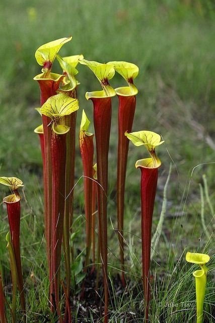 Naturepathway's tweet photo. "Nature's elegant traps: Yellow pitcher plants (Sarracenia flava) stand tall, their vibrant hues luring unsuspecting insects to their sweet demise. #carnivorousplants #pitcherplants #naturephotography #sarraceniaflava #wildflowers" https://t.co/AYWny3et1A