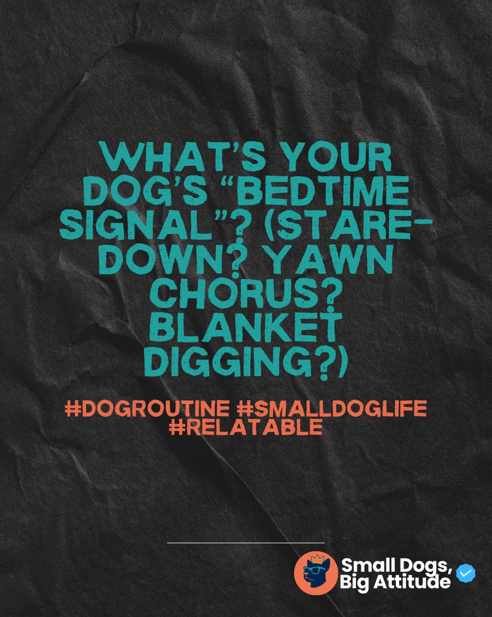 SmlDogs_BigAtti's tweet image. Your pup’s bedtime signal? #DogRoutine #SmallDogLife #Relatable