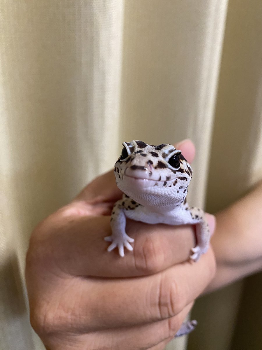 RCgVGTAjkRf6bQT's tweet image. つよしくん🦎
ふれあいたいむ♪
今日も元気！
父ちゃんは今日まで仕事で疲れてるから
癒してもらいました😊

#ニシアフリカトカゲモドキ
#ファインレプタイルズ