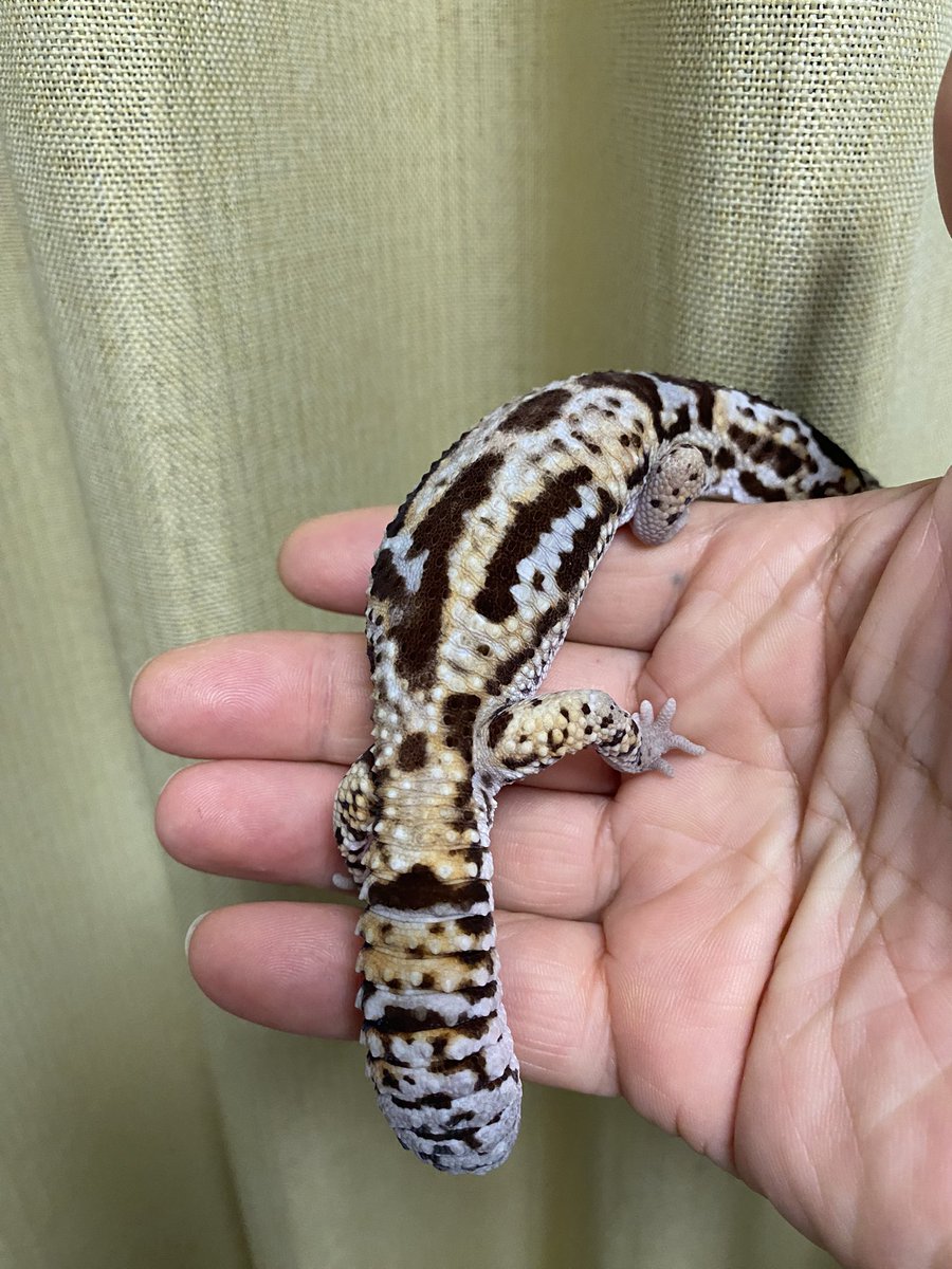 RCgVGTAjkRf6bQT's tweet image. つよしくん🦎
ふれあいたいむ♪
今日も元気！
父ちゃんは今日まで仕事で疲れてるから
癒してもらいました😊

#ニシアフリカトカゲモドキ
#ファインレプタイルズ