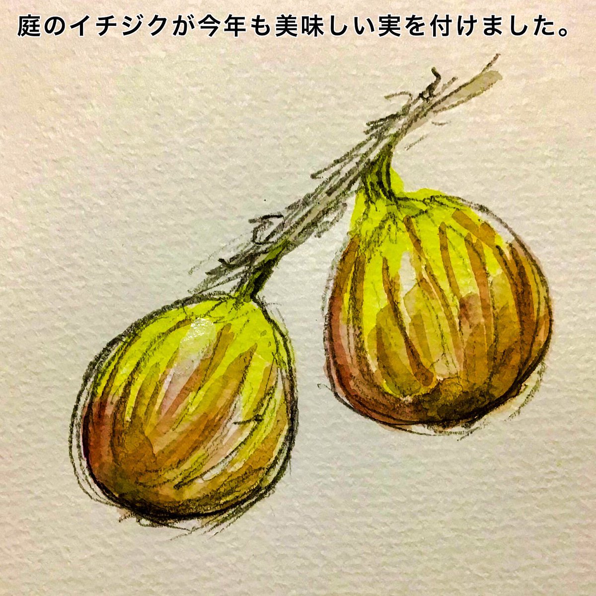 hanasuty's tweet photo. The figs in my garden have produced delicious fruit again this year.

#Picturediary 
#絵日記 https://t.co/CgdzpFAIAw