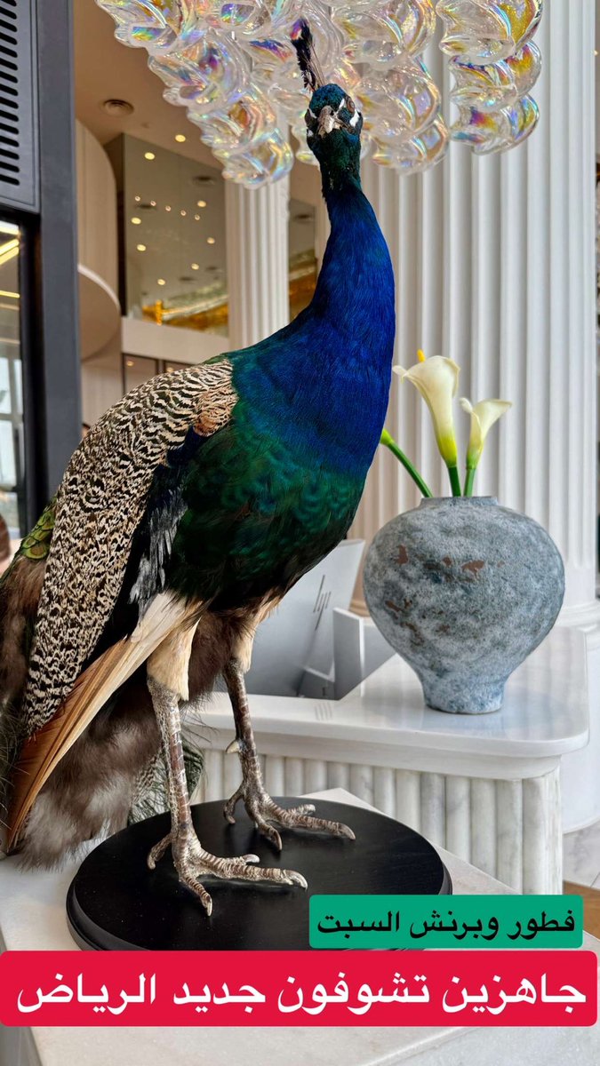 مختصر الرياض✨🇸🇦 tweet media