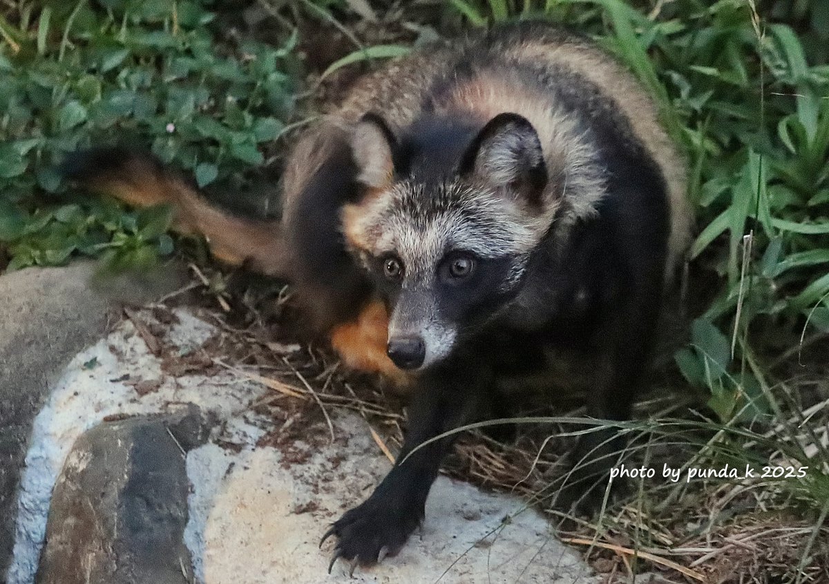 午後6時30分のタヌキさん（📷2025.8/14）
＃多摩動物公園　＃タヌキ