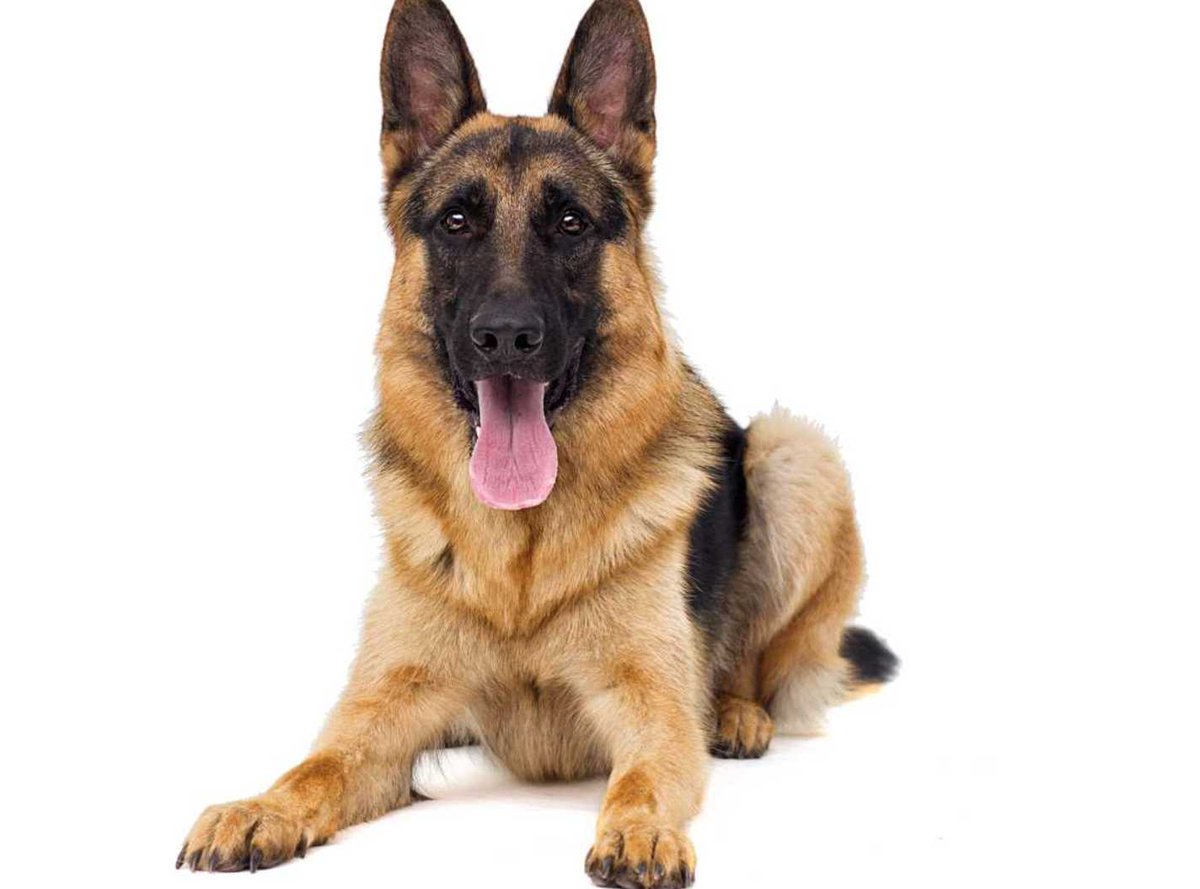 Las mejores razas de perros para proteger tu hogar 

periodismo.com/2025/08/16/las…