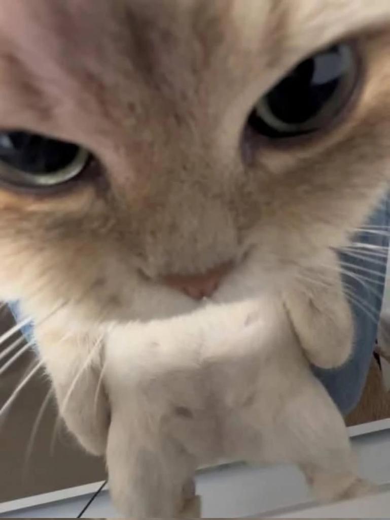 CATFLIX tweet media