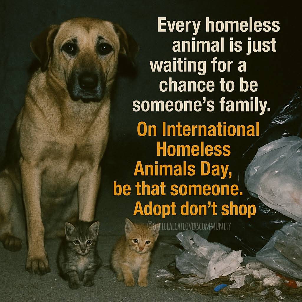 PoskipartaTiina's tweet photo. Today is International Homeless Animals Day, a reminder that even the smallest act of kindness can change everything for a stray. A warm bed, a safe home, a loving touch. Open your heart, open your home. Healing begins with love.❤🐾❤
#catloverscommunity #adoptdontshop https://t.co/o6QK0znkn2