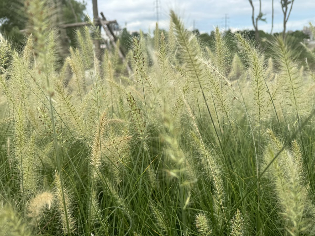 借我运者
数倍归还
好运归来
霉运远离
八方俱令