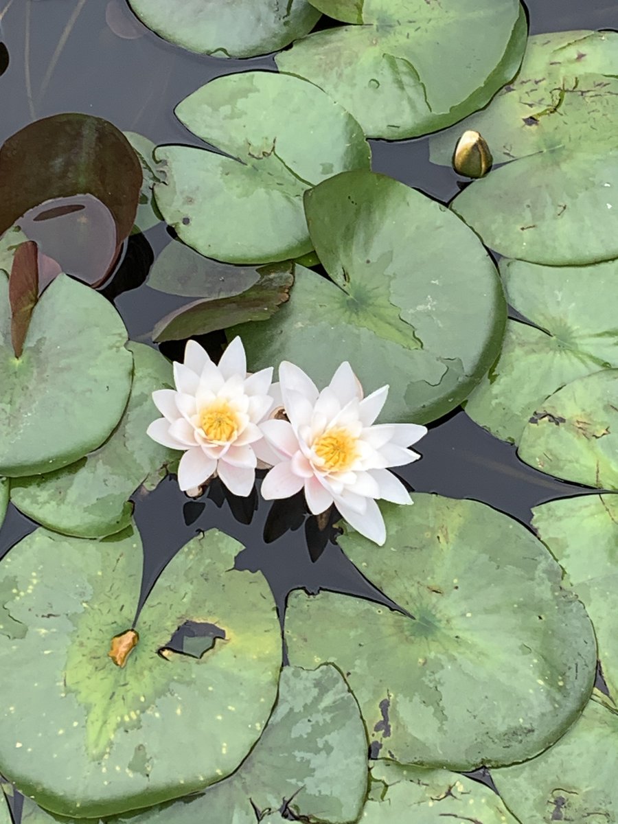 Valeriya Salt (@lsalt1) on Twitter photo Gardening news: the roses are going for the second round of blossom, double lilies opened in the pond 🌸🌺 #gardenstory #FlowersOnX Gardening news: the roses are going for the second round of blossom, double lilies opened in the pond 🌸🌺 #gardenstory #FlowersOnX