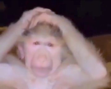 You wake up and your $3000 investment is $11.27