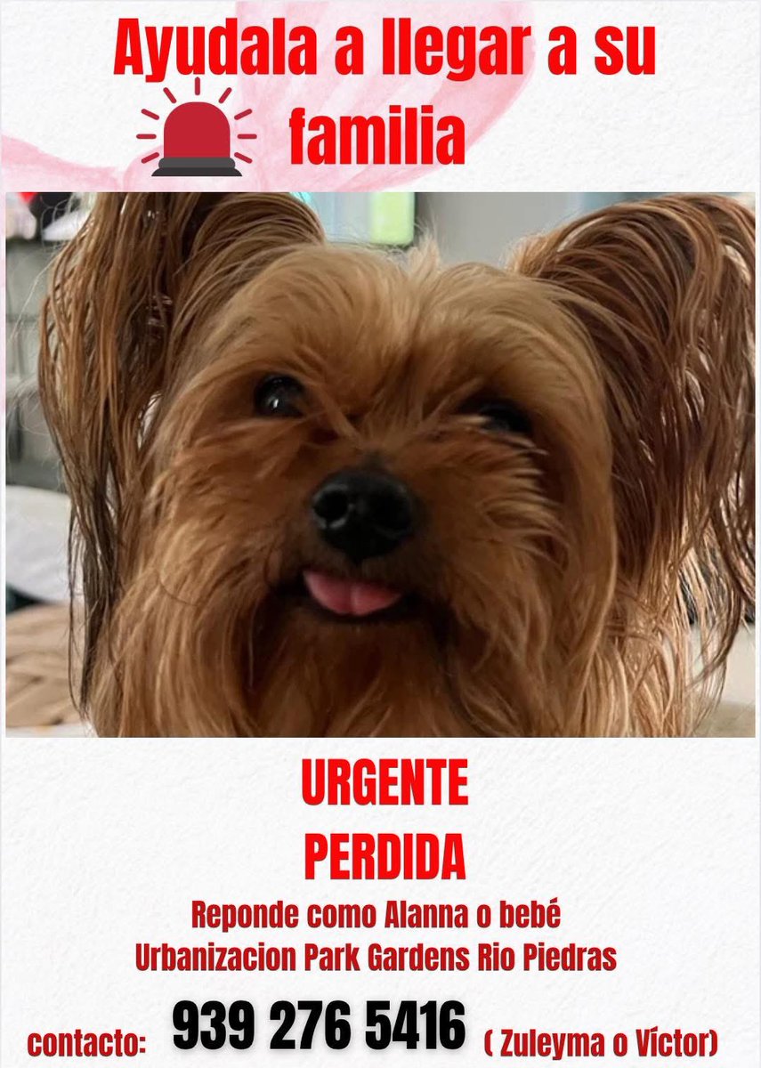 Nohemi0722's tweet photo. @WKAQ580 @NotiUno @NoticentroWAPA @UniNoticias @raymondarrieta @waparadio Por favor ayúdennos a difundir. Sospechamos que fue encontrada por alguien mayor que no tiene redes sociales. Su familia la necesita. Gracias https://t.co/7CWe5oBa1n