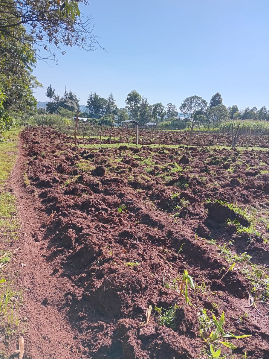 _Sinei1's tweet photo. Saturday's are for Kapseret farm area.
Trying to make use of this space before 2025 ends.
#KilimoSpace https://t.co/CqivRRVpwh