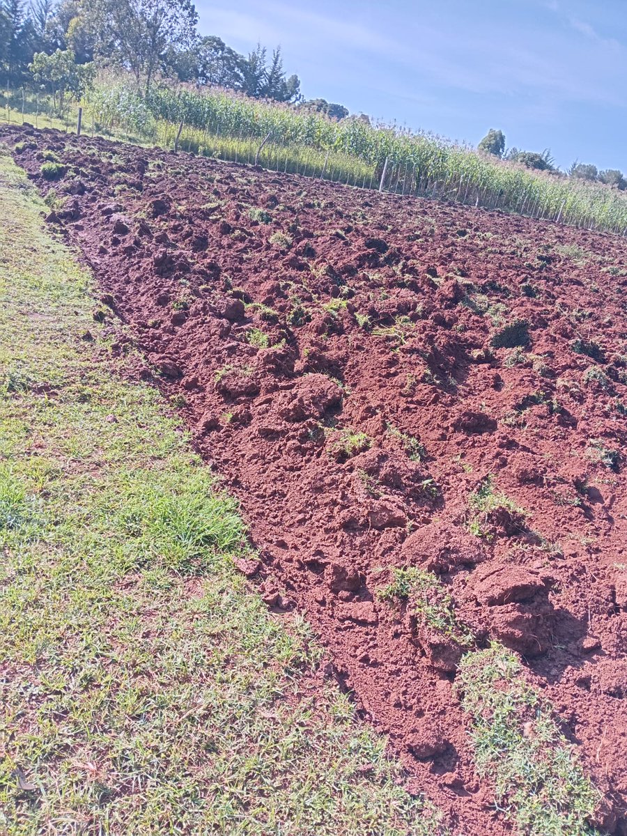 _Sinei1's tweet photo. Saturday's are for Kapseret farm area.
Trying to make use of this space before 2025 ends.
#KilimoSpace https://t.co/CqivRRVpwh