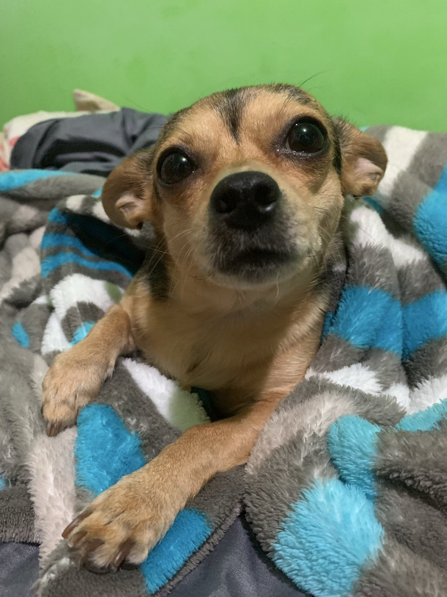 Holis, holis, monito sabadito para todissssss.

Muassssss!