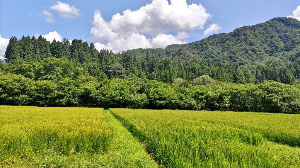 freedom_imi's tweet photo. 軽トラで清水を汲みに行くデート😂
誰も通らない場所で遠くの山に向かって「ヤッホーーー！」って思いっきり叫ぶの、気持ちよかった〜😆✨
電車に乗って街へ行くデートを提案されたけど、やっぱりこっちが楽しい😙🎶
夜は2日連続でおうち花火からの星空鑑賞🌠周りを気にせず過ごせる環境がしあわせ🙏✨ https://t.co/jqW8sDwJuf