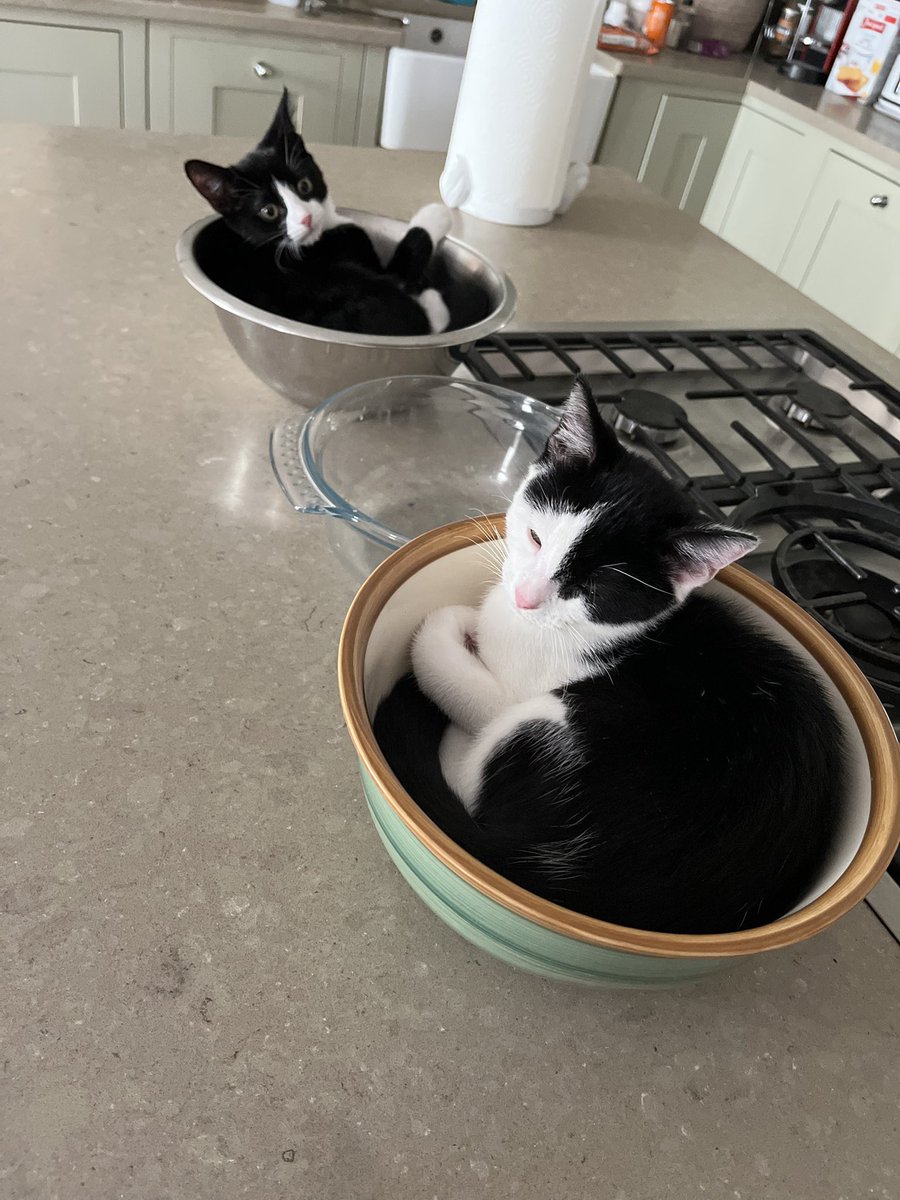 owenclark3's tweet photo. Welcome to Shenanigans R Us. 
We’re away from the desk at the moment - please call back later.

*Jeff, did you eat my yoghurt?* 
#CatsOfTwitter #caturday https://t.co/z5PsAtgfcV
