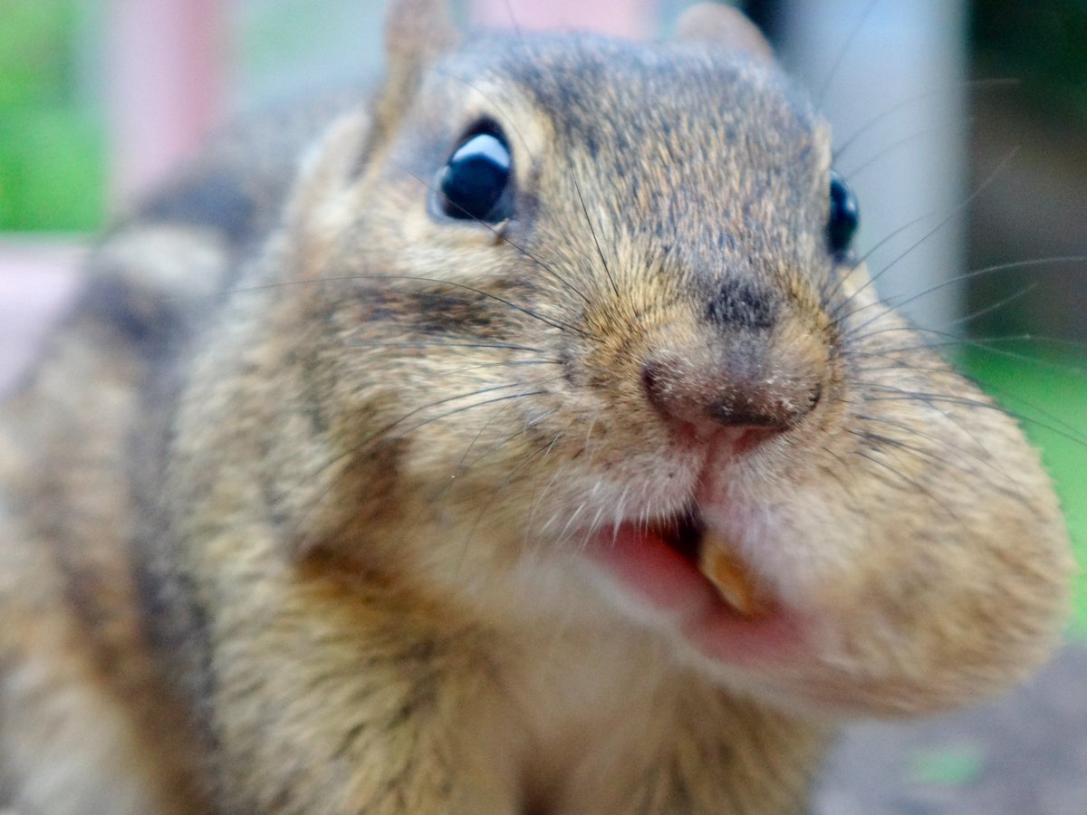 Good Saturday morning! #nature #wildlife #chipmunks #squirrels #saturdaymorning