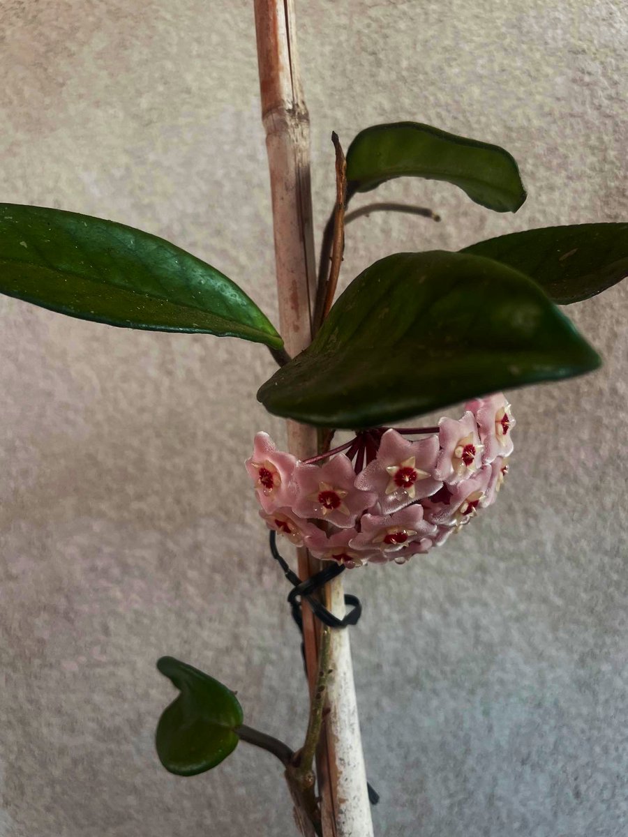 ERoigM's tweet photo. #moments continúa florint la preciosa i singular flor de cera de la mare, després de mes de 48 anys cuidant-la tota la família en record seu #alaterrassa #decasa #acasa
Flor de cera - Asclepias carnosa
#Tortosa https://t.co/W5Ldh4i4kB