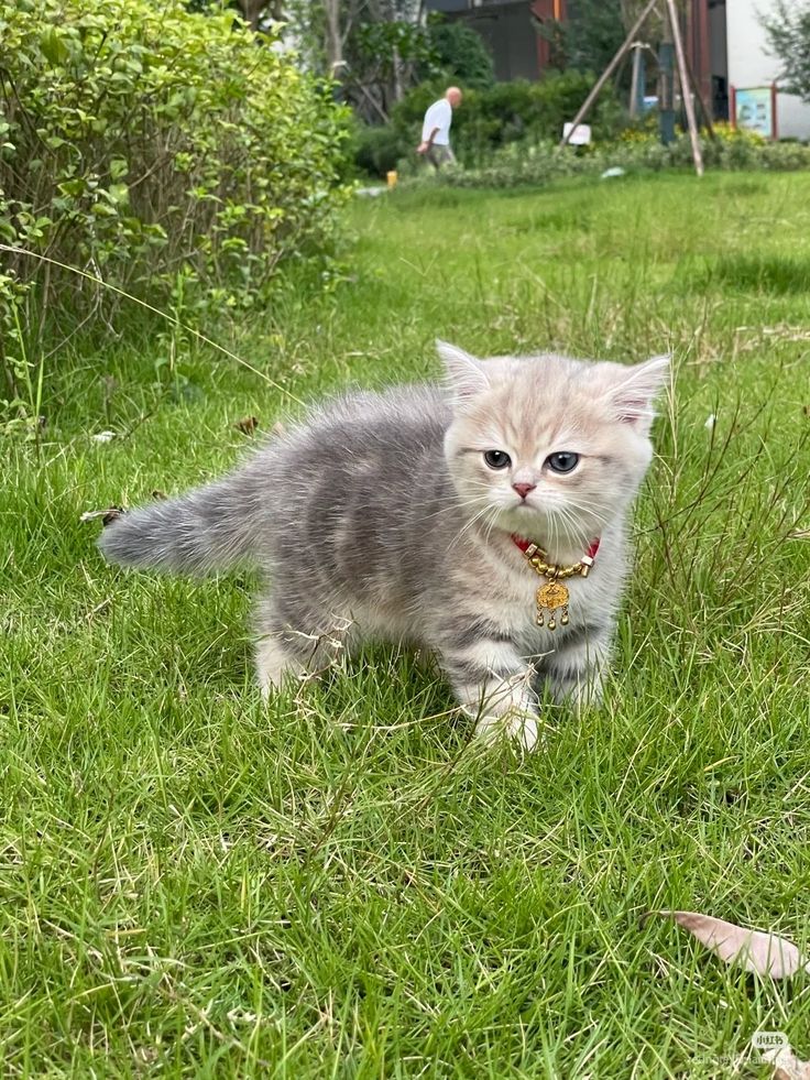 Cats all the way (@nekocatts) on Twitter photo 