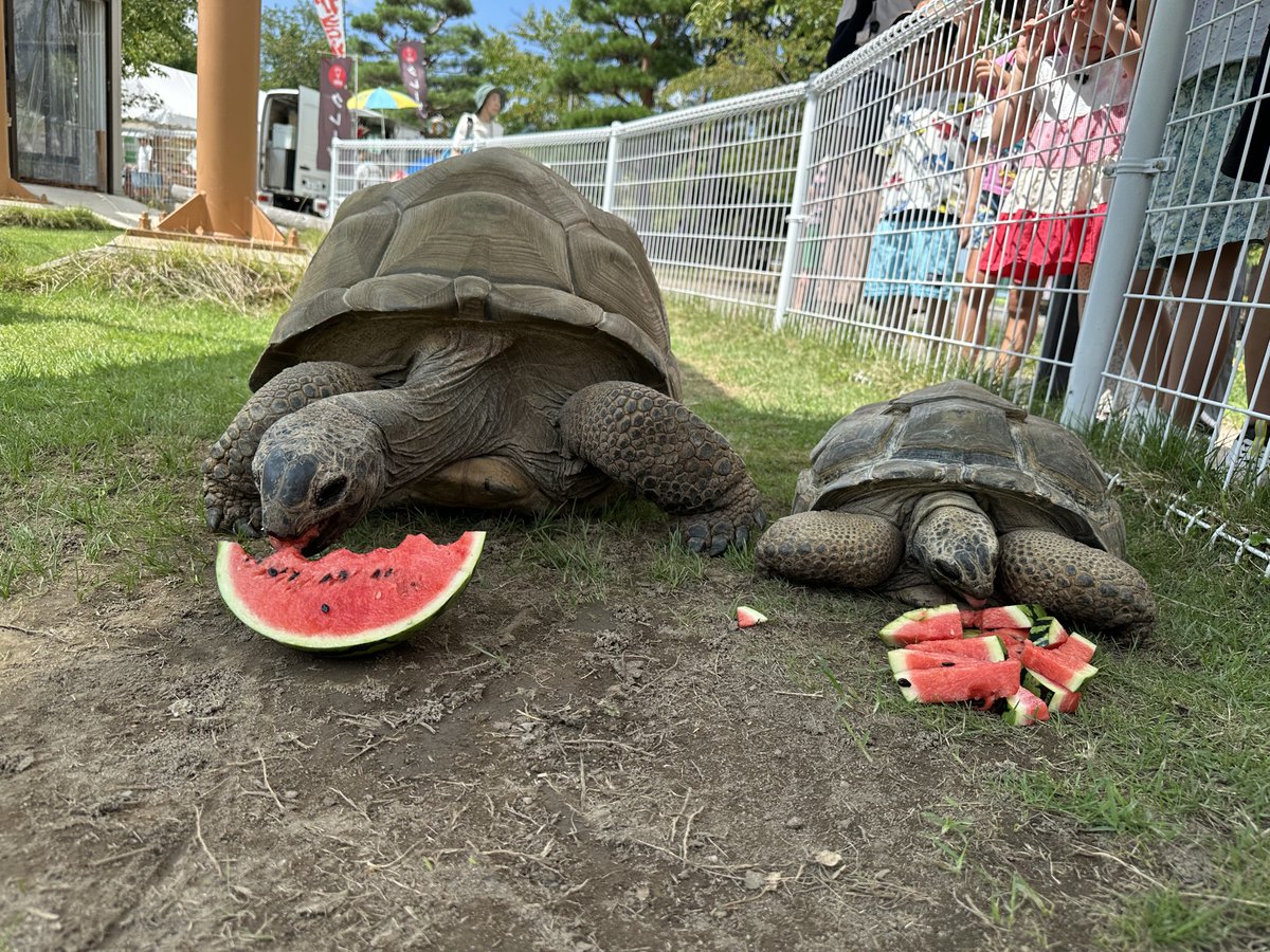 jyz0586's tweet photo. 🌙城山動物園ナイトズー8月の部🌙
たくさんのお客様にご来園いただきありがとうございました😭
9月14日（日）にもナイトズーが���りますのでみなさまのご来園をお待ちしてます🤗
写真はナイトズーの様子です✨

#城山動物園ナイトズー　#9月もきてね🤩
#城山動物園　#茶臼山動物園 https://t.co/BuOeQy2S1f