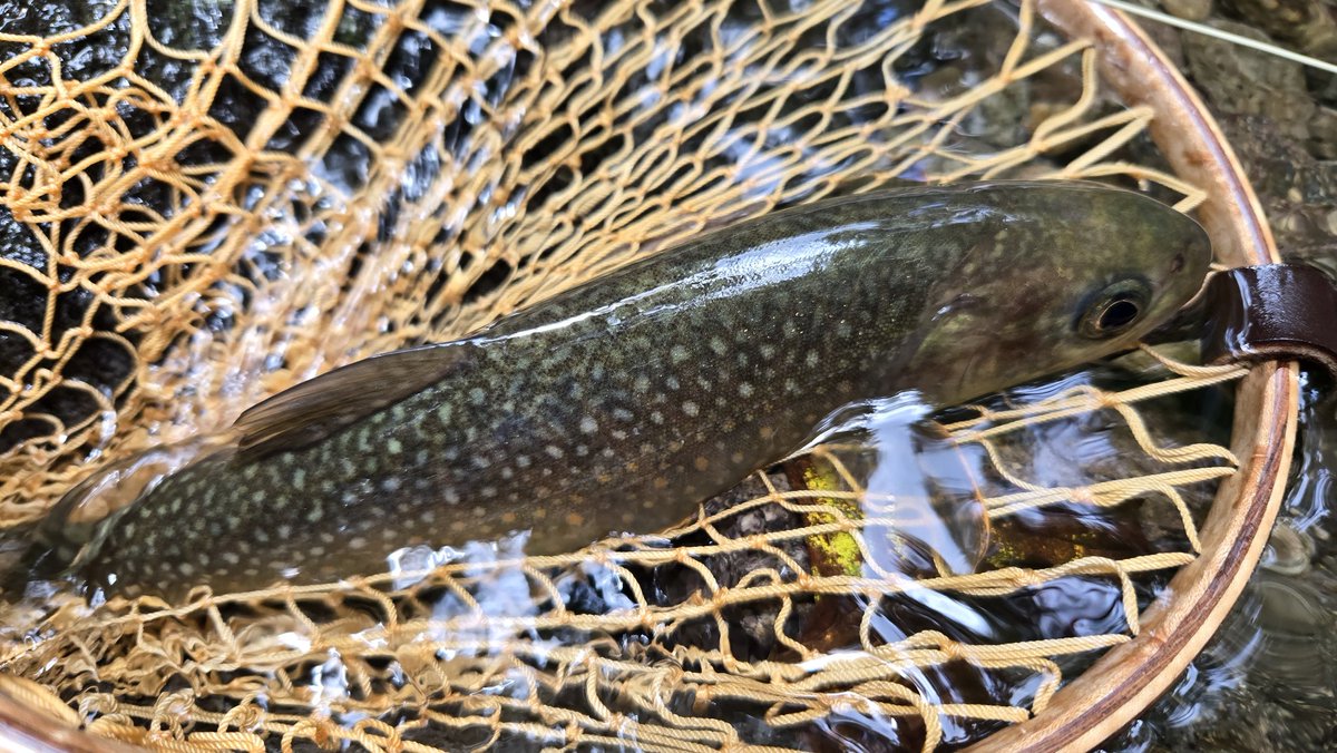 sgr_flyfisher's tweet photo. 昨日も片品川支流へ
去年からかなり復旧していて数は出ましたが、サイズは…
次回はもっと奥の支流にチャレンジの予定
次こそは!
#flyfishing
#岩魚
#山岳渓流
#orvis
#cfo3 https://t.co/S6INZzSUF0