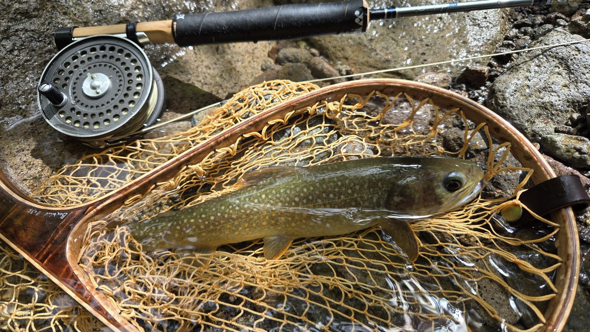 sgr_flyfisher's tweet photo. 昨日も片品川支流へ
去年からかなり復旧していて数は出ましたが、サイズは…
次回はもっと奥の支流にチャレンジの予定
次こそは!
#flyfishing
#岩魚
#山岳渓流
#orvis
#cfo3 https://t.co/S6INZzSUF0