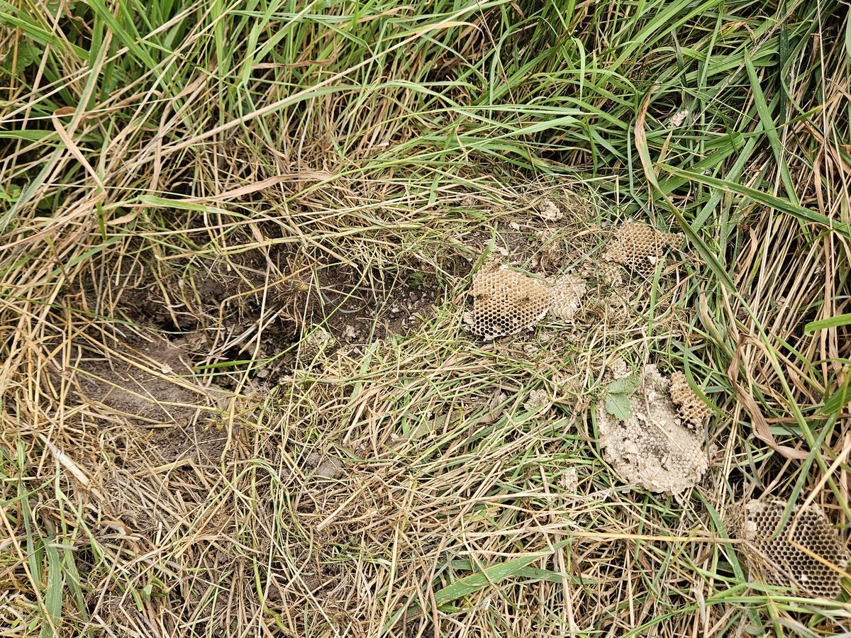 Een paar uur geleden harkte ik voorzichtig het hooi weg van een wespennest in een hooiland bij de Maandag. Even later is de Wespendief op bezoek geweest.