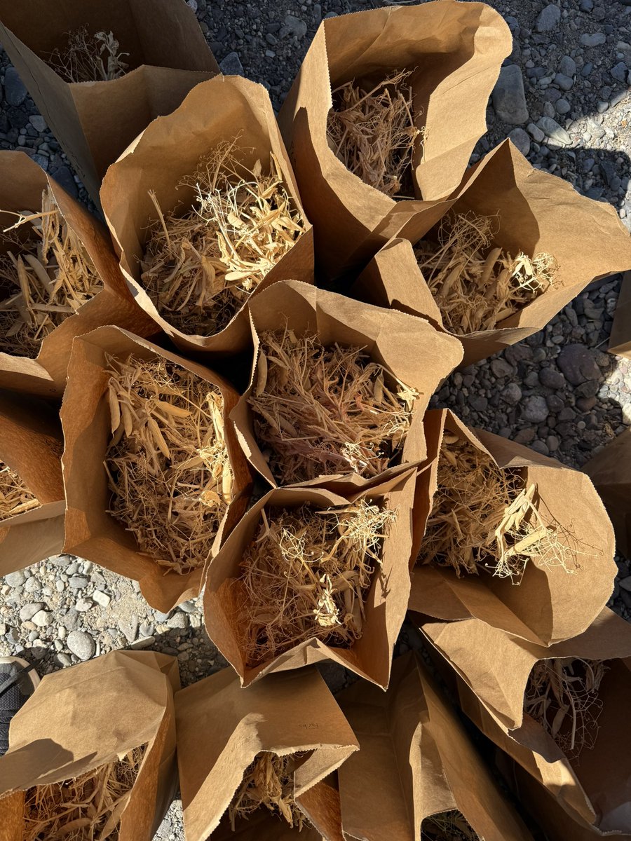 Ruby Tiwari, PhD tweet media