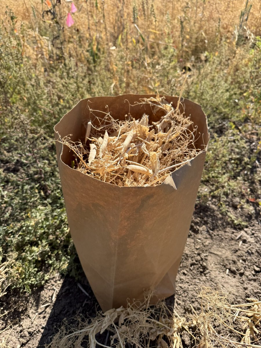 Ruby Tiwari, PhD tweet media