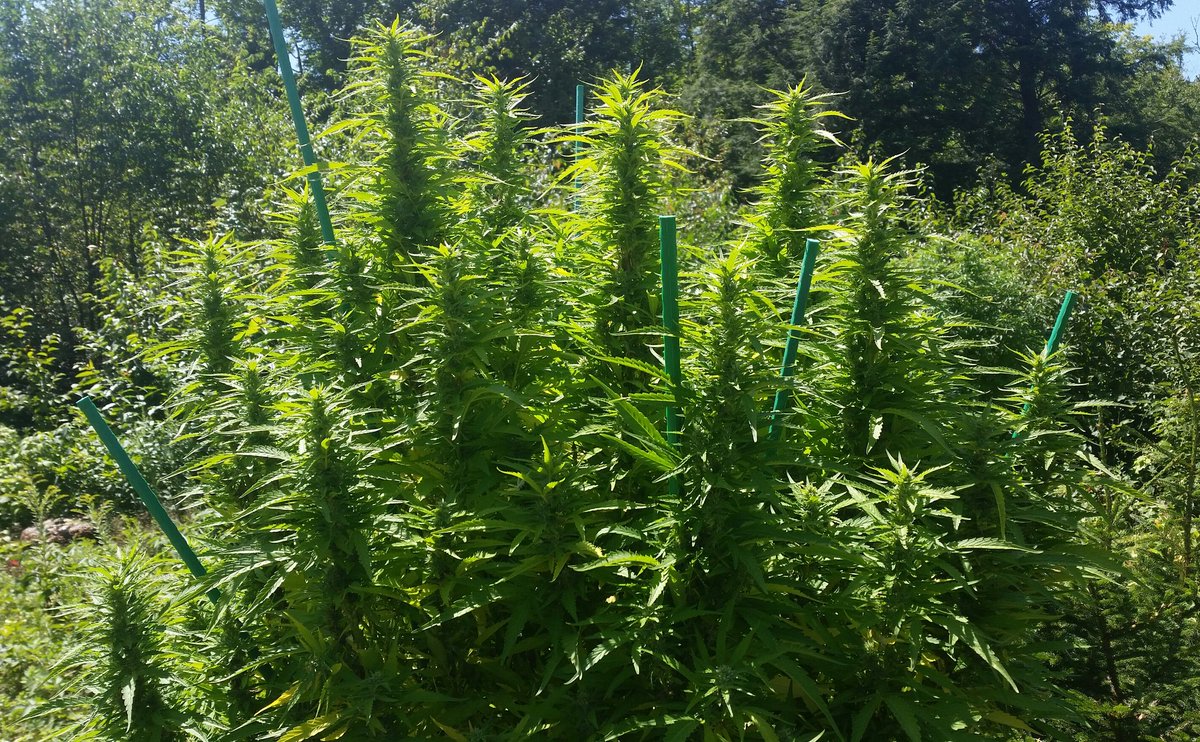 White Russian cannabis strain is a hybrid, typically sativa-dominant or balanced, resulting from a cross between White Widow and AK-47.

#Cannabis