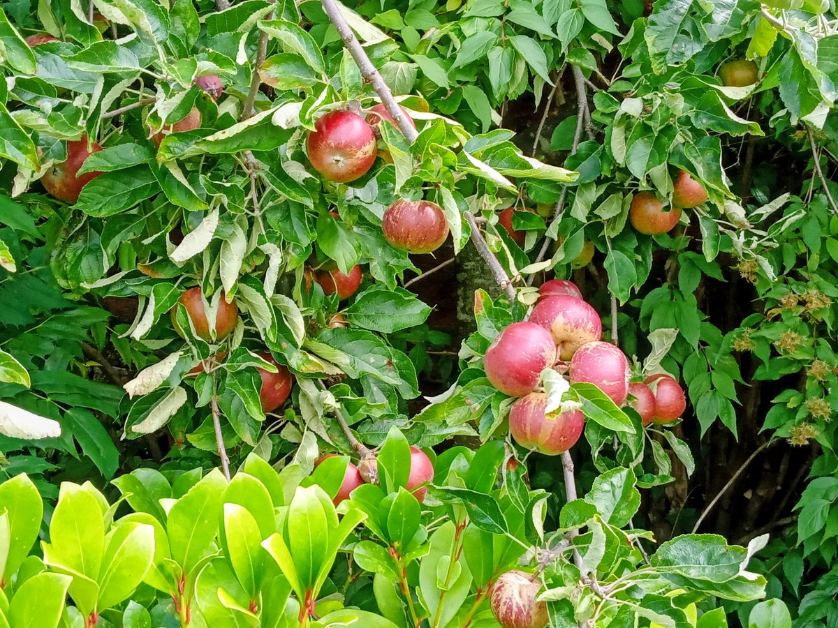 Sipping elderflower wine
underneath the apple tree
sunbeams &amp; daydreams
mind drifting
thought of him shimmying
to notes of a wren singing

face to the peacock sky
in my dancing mind
his sunlit eyes

heart drumming
soul humming
his kiss could
#pummel &amp; break
my lonely days
#vss365