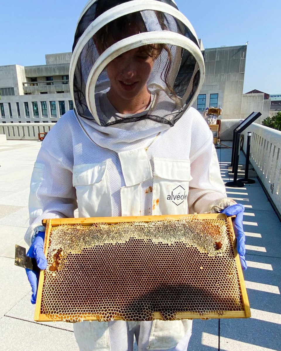 Happy #NationalHoneyBeeDay! 🐝 Today we celebrate our tireless pollinators at the Embassy of 🇨🇦. Beekeepers Claire and Holly from <a href="/alveolebuzz/">Alvéole</a> recently visited our hive to check on the new queen and perform our first harvest of the year! The honey is sure to BEE delicious!