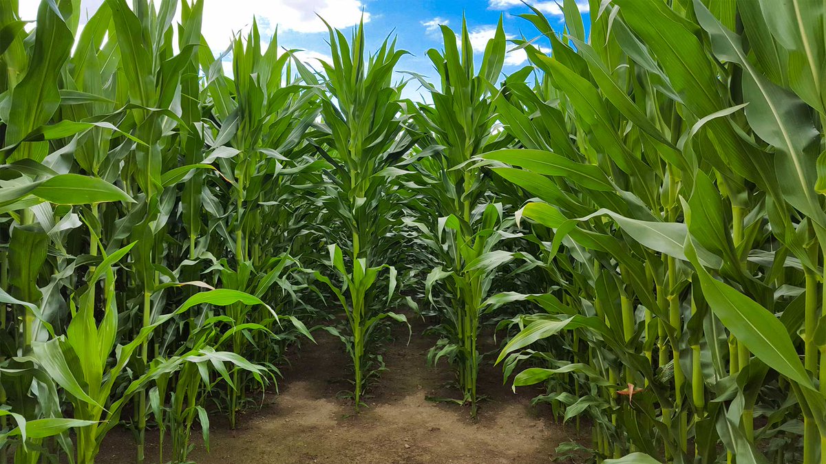 Agronomme_'s tweet image. 🧵How to Cultivate Maize from Start to Harvest – A Full Guide for Beginners👇

1/

🌽 Maize is one of the most profitable and widely grown cereal crops.

If you follow proper steps—site selection, land prep, seed choice, spacing, weeding, &amp;amp; pest control, you’ll boost your yield