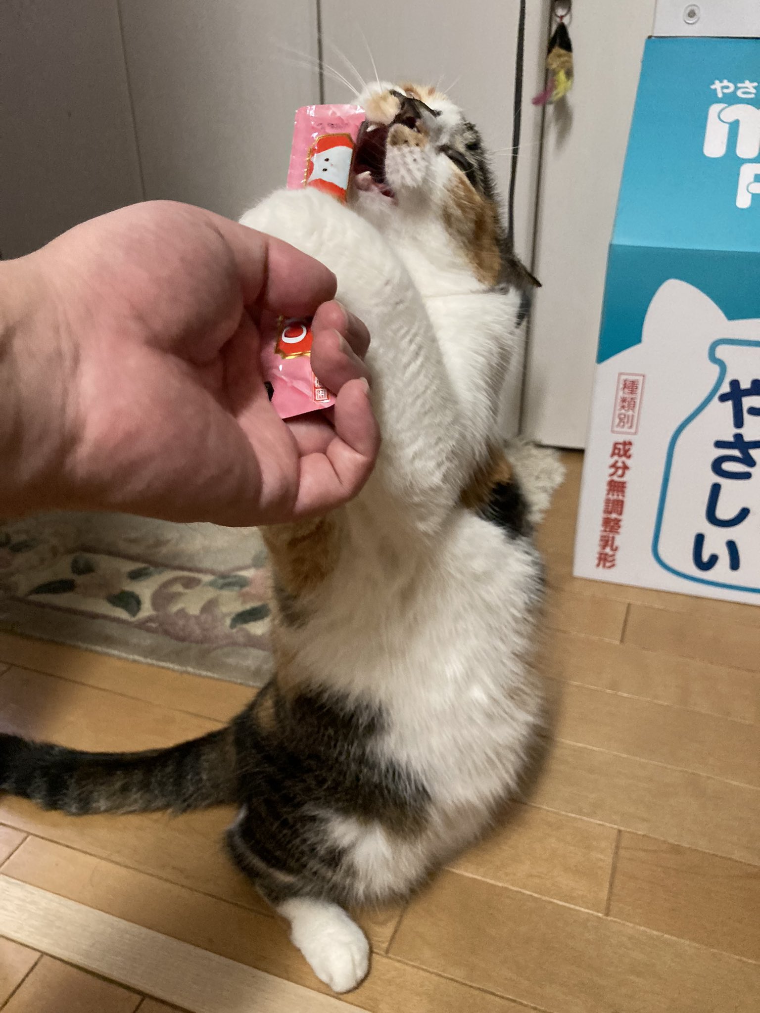 猫はかっておりません 猫はかっておりません じゃむ猫 on X: