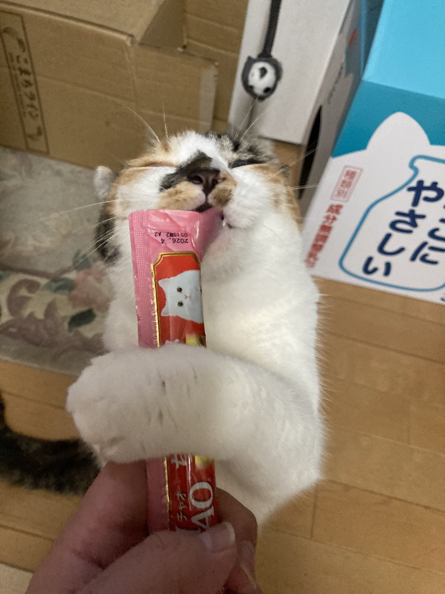 猫はかっておりません 猫はかっておりません じゃむ猫 on X: