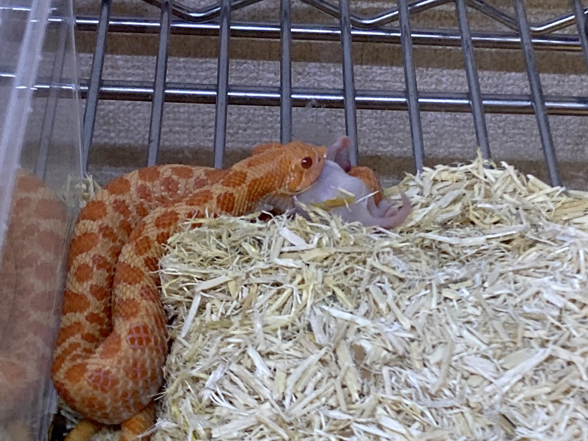 シシバナごはん🐀day！

ちびベビはいらない様なのでスキップ！
ヤング達は皆んな食べてくれました🤣
サンバーストとアークタフィーは拒食していたのか3週間ぶりの給餌🐀

#シシバナヘビ