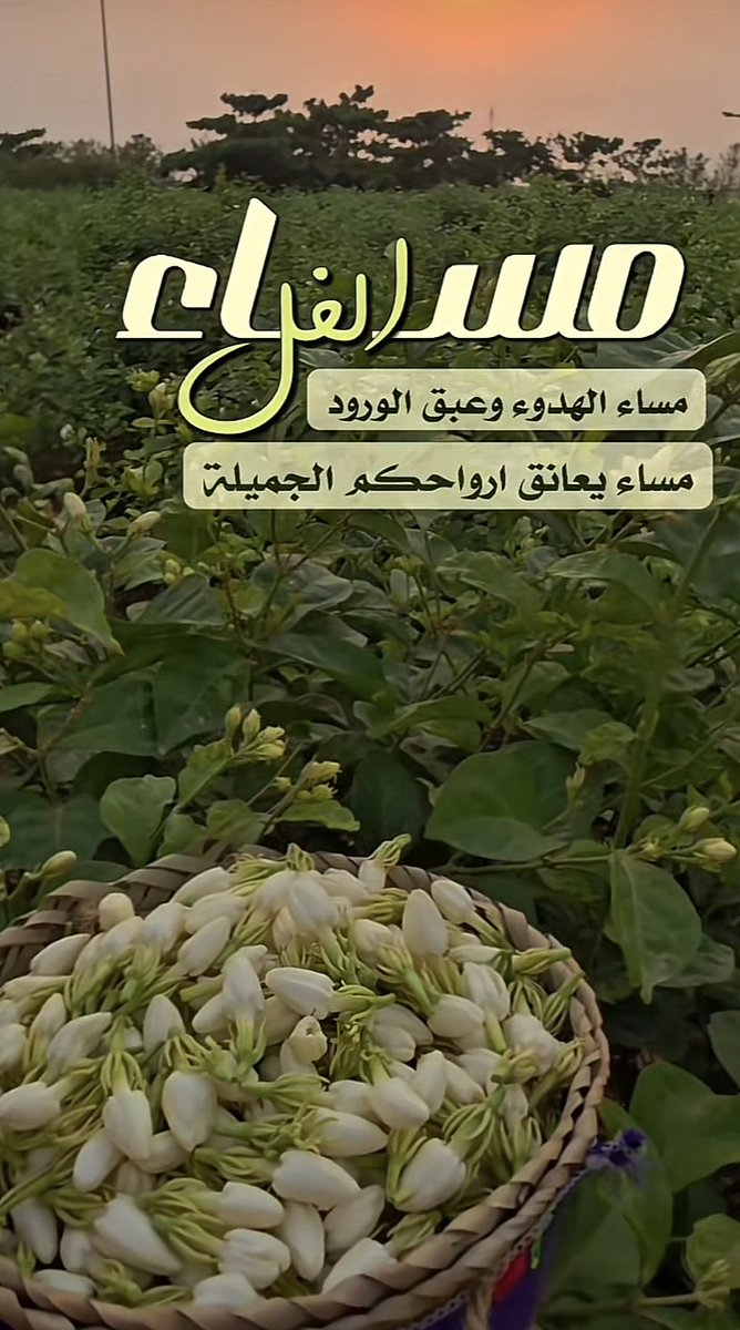 #مساء_الخيرᅠ 
#مساء_الخير_والسعاده 
#مساء_الــود_والـــورد 
.